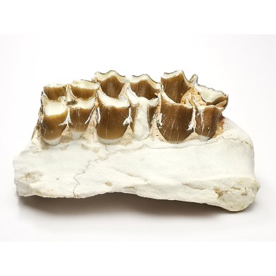 OREODONT : Merycoidodon culbersoni - Oligocene - Brule FMT - White