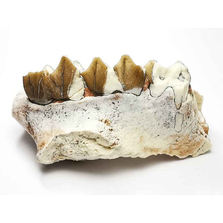 OREODONT : Merycoidodon culbersoni - Oligocene - Brule FMT - White River Badlands - S. Dakota, USA