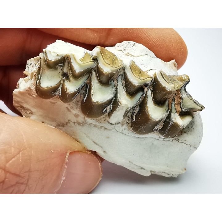 OREODONT : Merycoidodon culbersoni - Oligocene - Brule FMT - White River Badlands - S. Dakota, USA