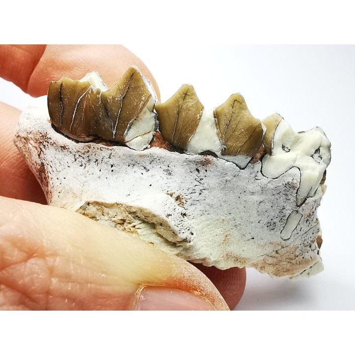OREODONT : Merycoidodon culbersoni - Oligocene - Brule FMT - White River Badlands - S. Dakota, USA
