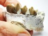 OREODONT : Merycoidodon culbersoni - Oligocene - Brule FMT - White River Badlands - S. Dakota, USA