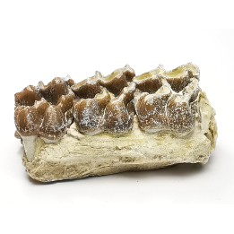 OREODONT : Merycoidodon culbersoni - Oligocene - Brule FMT - White River Badlands - S. Dakota, USA
