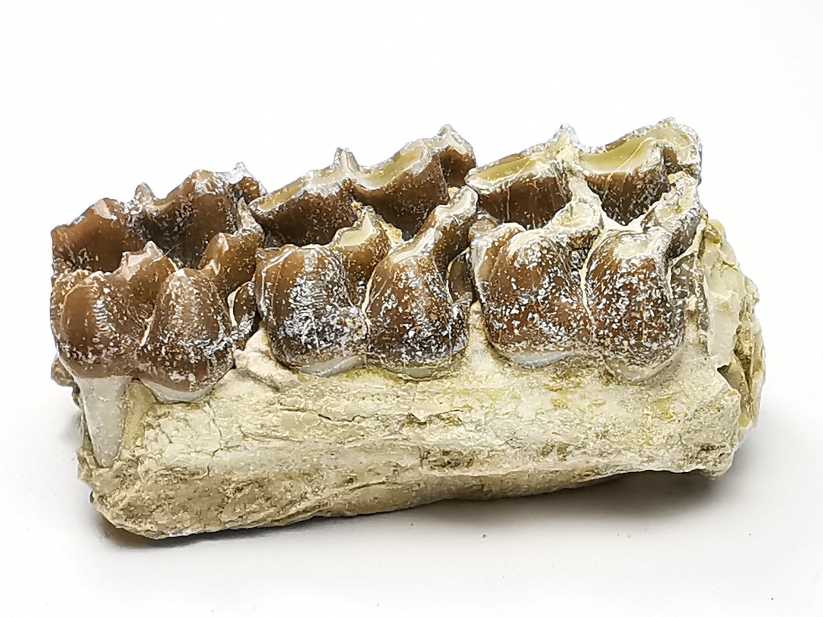 OREODONTE : Merycoidodon culbersoni - Oligocène - Brule FMT - White River Badlands - S. Dakota, USA