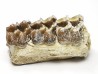 OREODONT : Merycoidodon culbersoni - Oligocene - Brule FMT - White River Badlands - S. Dakota, USA