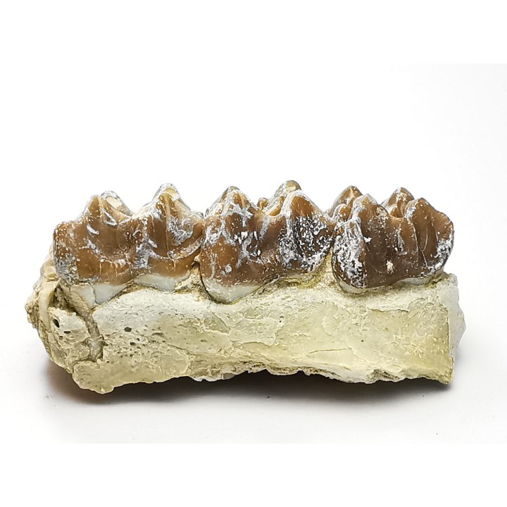 OREODONT : Merycoidodon culbersoni - Oligocene - Brule FMT - White River Badlands - S. Dakota, USA