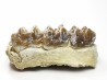 OREODONT : Merycoidodon culbersoni - Oligocene - Brule FMT - White River Badlands - S. Dakota, USA