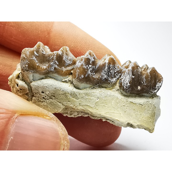 OREODONT : Merycoidodon culbersoni - Oligocene - Brule FMT - White River Badlands - S. Dakota, USA