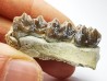 OREODONT : Merycoidodon culbersoni - Oligocene - Brule FMT - White River Badlands - S. Dakota, USA