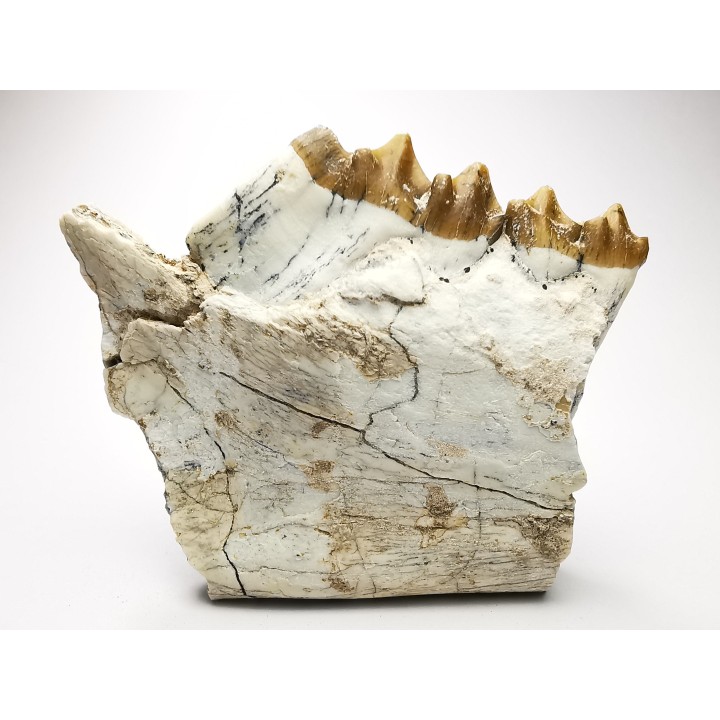 OREODONT : Merycoidodon culbersoni - Oligocene - Brule FMT - White River Badlands - S. Dakota, USA