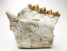 OREODONT : Merycoidodon culbersoni - Oligocene - Brule FMT - White River Badlands - S. Dakota, USA