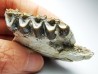 OREODONT : Merycoidodon culbersoni - Oligocene - Brule FMT - White River Badlands - S. Dakota, USA