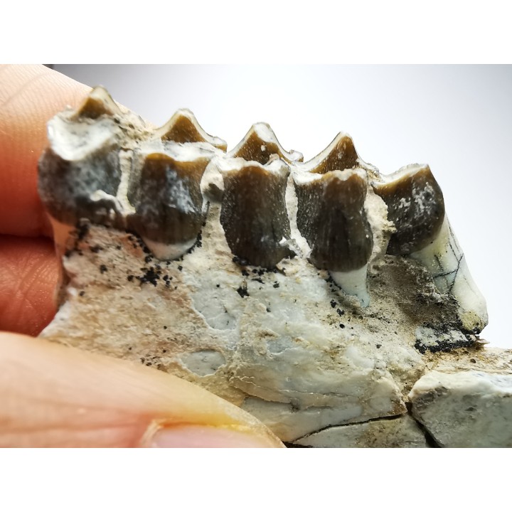 OREODONT : Merycoidodon culbersoni - Oligocene - Brule FMT - White River Badlands - S. Dakota, USA