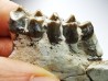 OREODONT : Merycoidodon culbersoni - Oligocene - Brule FMT - White River Badlands - S. Dakota, USA