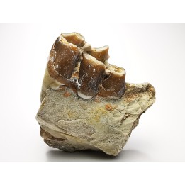 OREODONT : Merycoidodon culbersoni - Oligocene - Brule FMT - White River Badlands - S. Dakota, USA