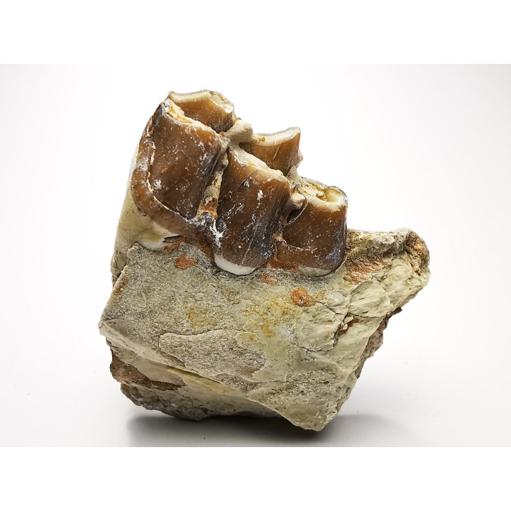 OREODONT : Merycoidodon culbersoni - Oligocene - Brule FMT - White River Badlands - S. Dakota, USA