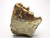 OREODONT : Merycoidodon culbersoni - Oligocene - Brule FMT - White River Badlands - S. Dakota, USA