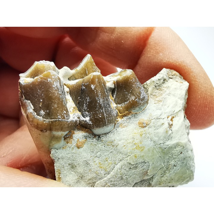 OREODONT : Merycoidodon culbersoni - Oligocene - Brule FMT - White River Badlands - S. Dakota, USA