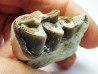 OREODONT : Merycoidodon culbersoni - Oligocene - Brule FMT - White River Badlands - S. Dakota, USA