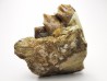 OREODONT : Merycoidodon culbersoni - Oligocene - Brule FMT - White River Badlands - S. Dakota, USA