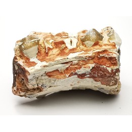OREODONT : Merycoidodon culbersoni - Oligocene - Brule FMT - White River Badlands - S. Dakota, USA