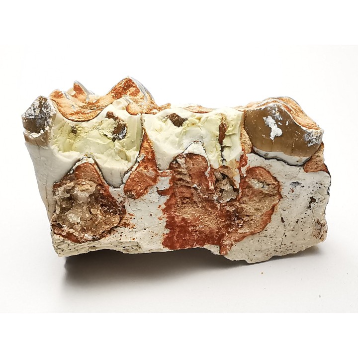 OREODONT : Merycoidodon culbersoni - Oligocene - Brule FMT - White River Badlands - S. Dakota, USA