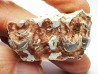 OREODONT : Merycoidodon culbersoni - Oligocene - Brule FMT - White River Badlands - S. Dakota, USA