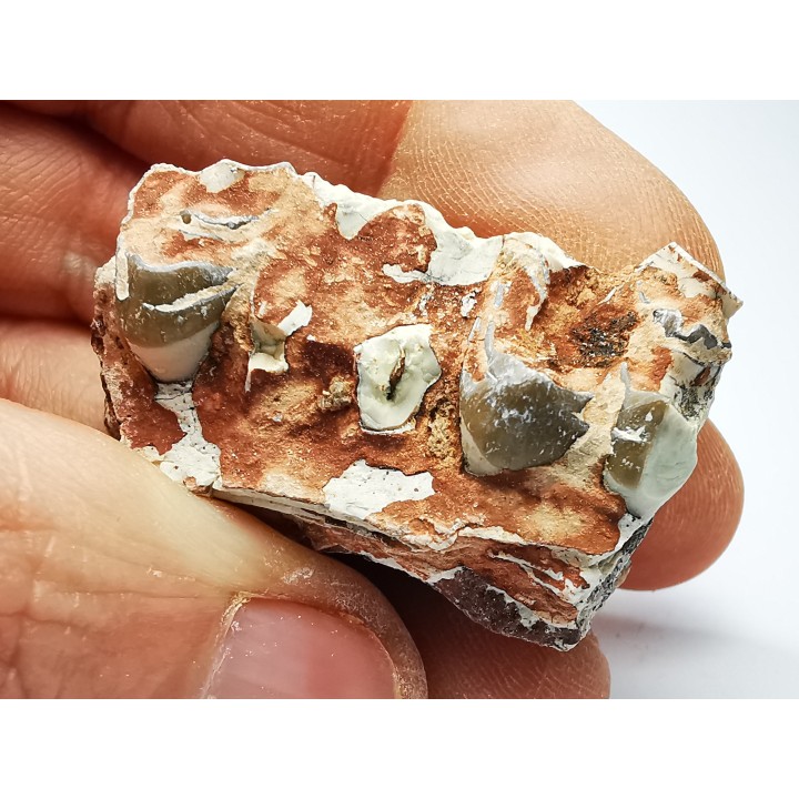 OREODONT : Merycoidodon culbersoni - Oligocene - Brule FMT - White River Badlands - S. Dakota, USA