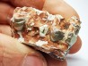 OREODONT : Merycoidodon culbersoni - Oligocene - Brule FMT - White River Badlands - S. Dakota, USA