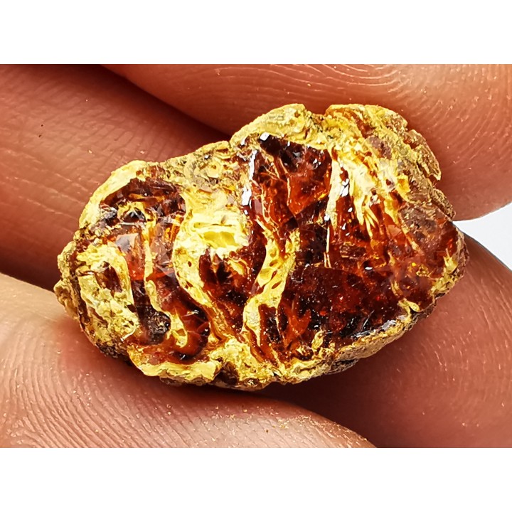 amber , Cretaceous, USA
