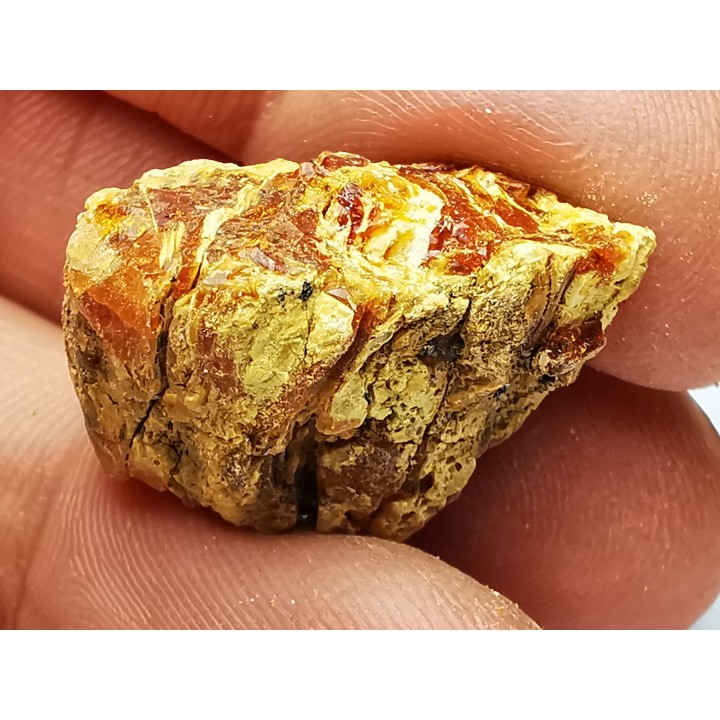 amber , Cretecous, USA