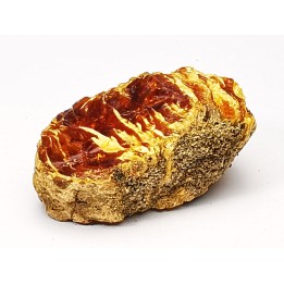amber, Cretecous, USA