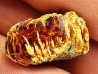 AMBRE du Crétacé, USA