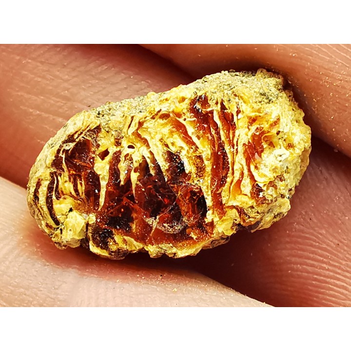 amber, Cretecous, USA