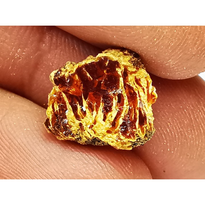AMBRE du Crétacé, USA