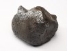 Météorite: SIDERITE IIAB - SIKHOTE ALIN - Russie