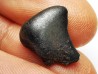 METEORITE: SIDERITE IIAB - SIKHOTE ALIN - Russie
