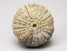 OURSIN : Glypticus hieroglyphicus - Oxfordien - Foug (54)