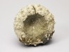 SEA URCHIN: Glypticus hieroglyphicus - Oxfordian - Foug, France