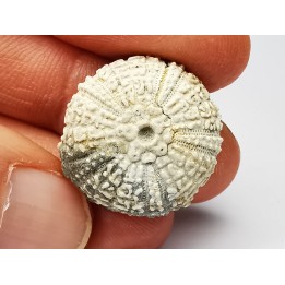 SEA URCHIN: Glypticus hieroglyphicus - Oxfordian - Foug, France