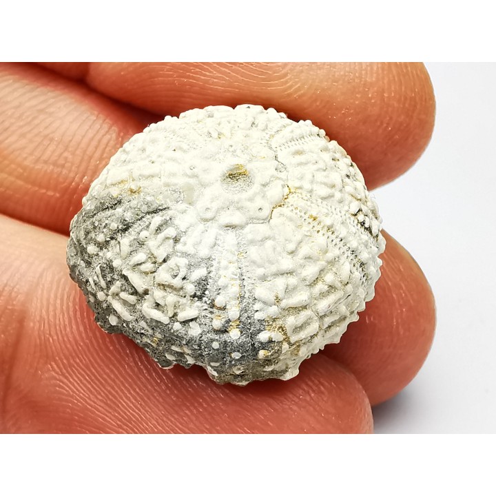 SEA URCHIN: Glypticus hieroglyphicus - Oxfordian - Foug, France