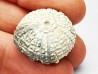 SEA URCHIN: Glypticus hieroglyphicus - Oxfordian - Foug, France