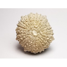SEA URCHIN: Glypticus hieroglyphicus - Oxfordian - Foug, France