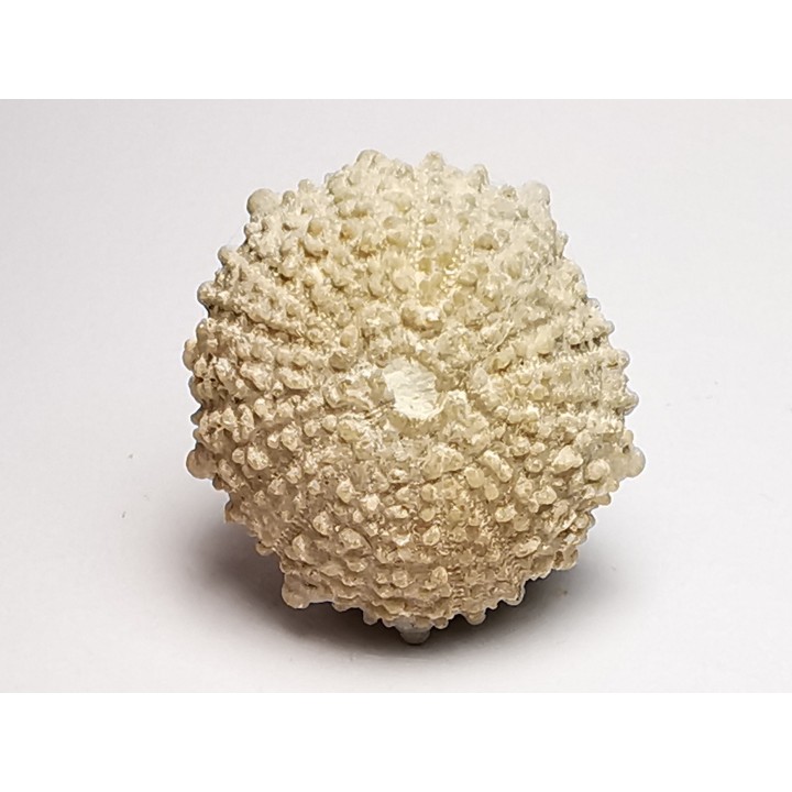 SEA URCHIN: Glypticus hieroglyphicus - Oxfordian - Foug, France