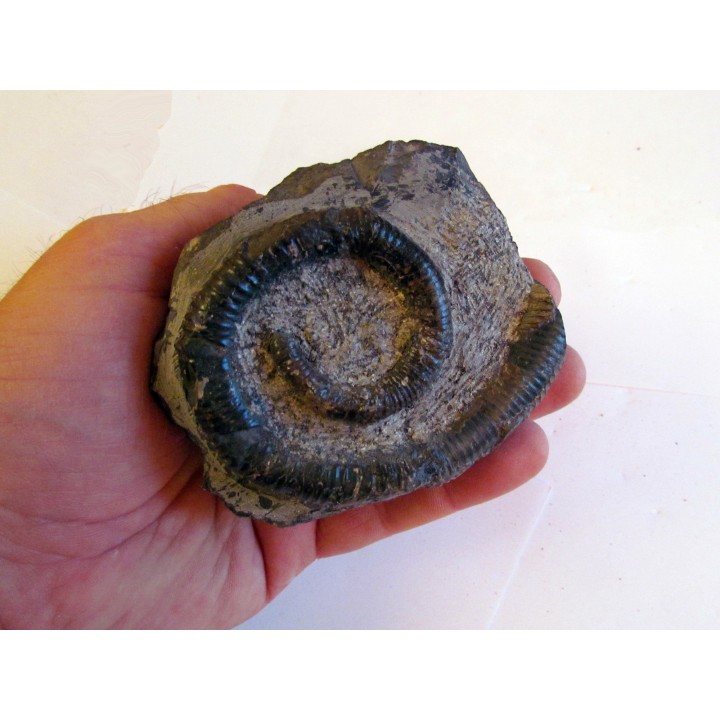 SCALARITES SCALARIS