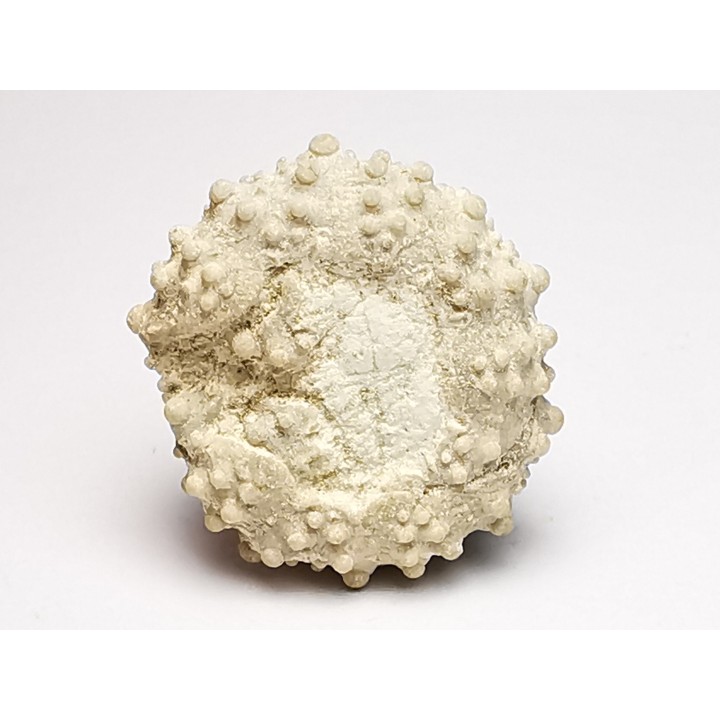 SEA URCHIN: Glypticus hieroglyphicus - Oxfordian - Foug, France