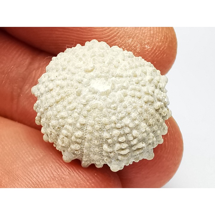 SEA URCHIN: Glypticus hieroglyphicus - Oxfordian - Foug, France