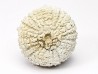 SEA URCHIN: Glypticus hieroglyphicus - Oxfordian - Foug, France