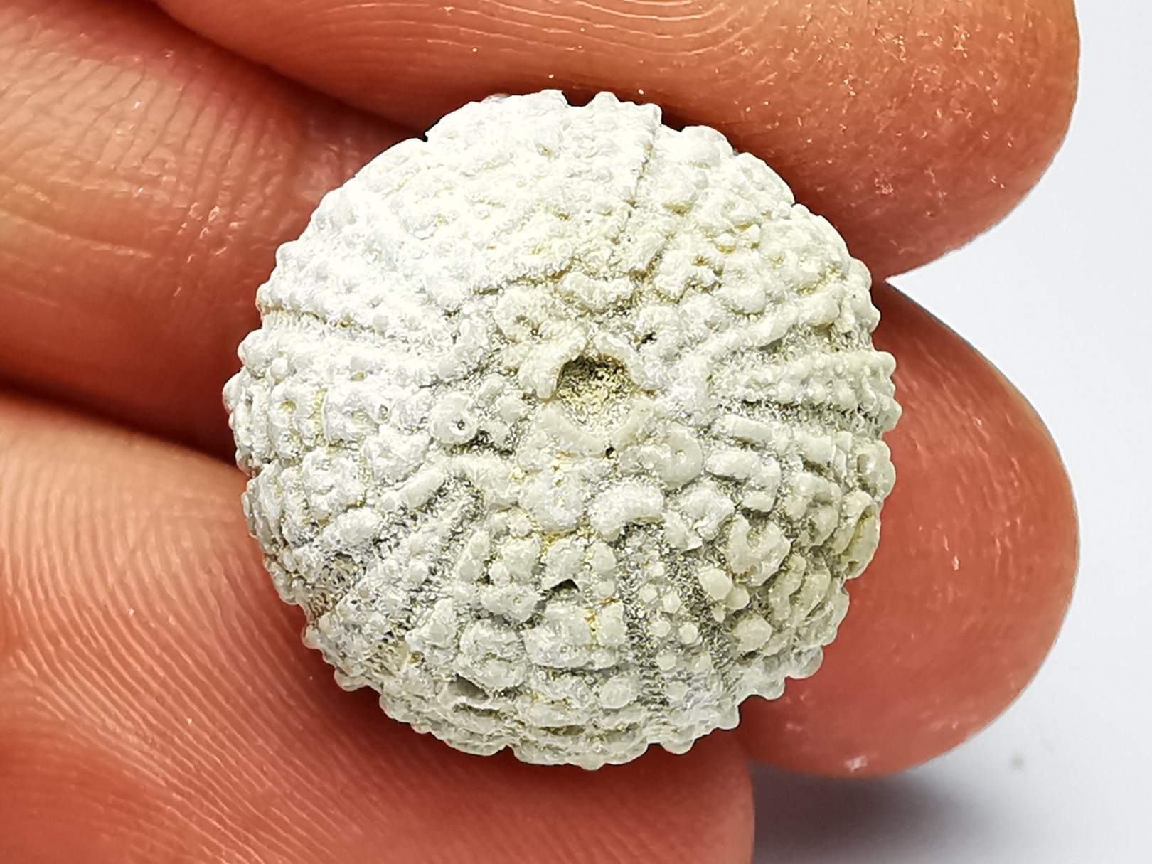 OURSIN : Glypticus hieroglyphicus - Oxfordien - Foug (54)