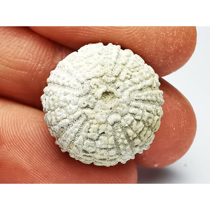 OURSIN : Glypticus hieroglyphicus - Oxfordien - Foug (54)