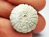 OURSIN : Glypticus hieroglyphicus - Oxfordien - Foug (54)